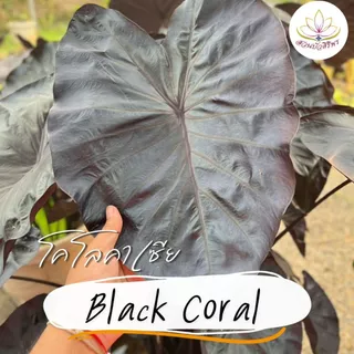 โคโลคาเซีย แบล็คโครอล Colocasia Black Coral