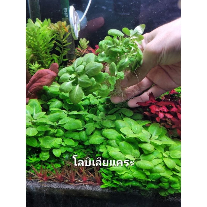 โลบิเลียแคระ Lubelia Cardinalis