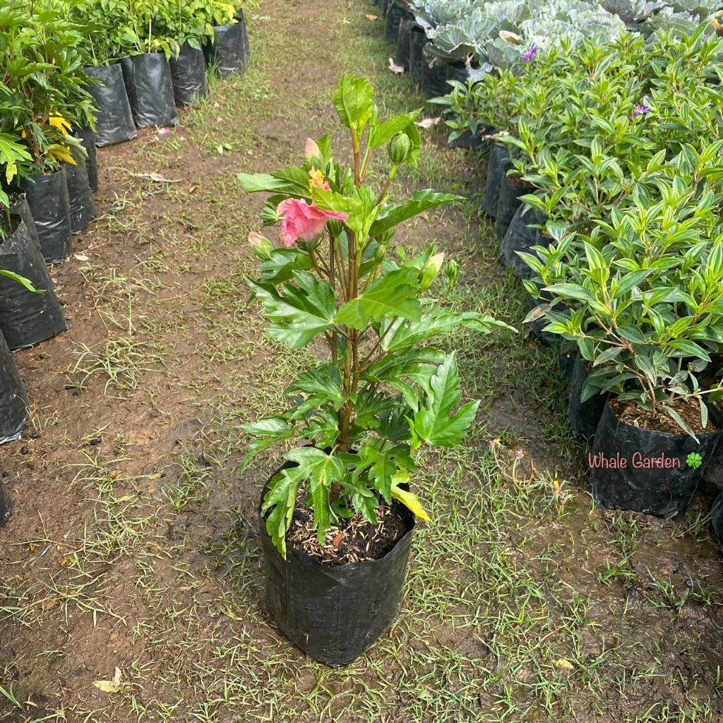 ต้นชบา ต้นชบาเเคระ (hibiscus)  ชบา ดอกสีชมพู ดอกไม้ปลูกประดับ (รับประกัน ส่งใหม่ฟรี หากสินค้าเเสียหาย!!)