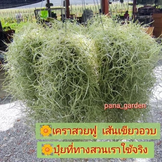 ปุ๋ยสำหรับใส่ทางใบ ปุ๋ยเคราฤาษี ปุ๋ยทิวแลนเซีย