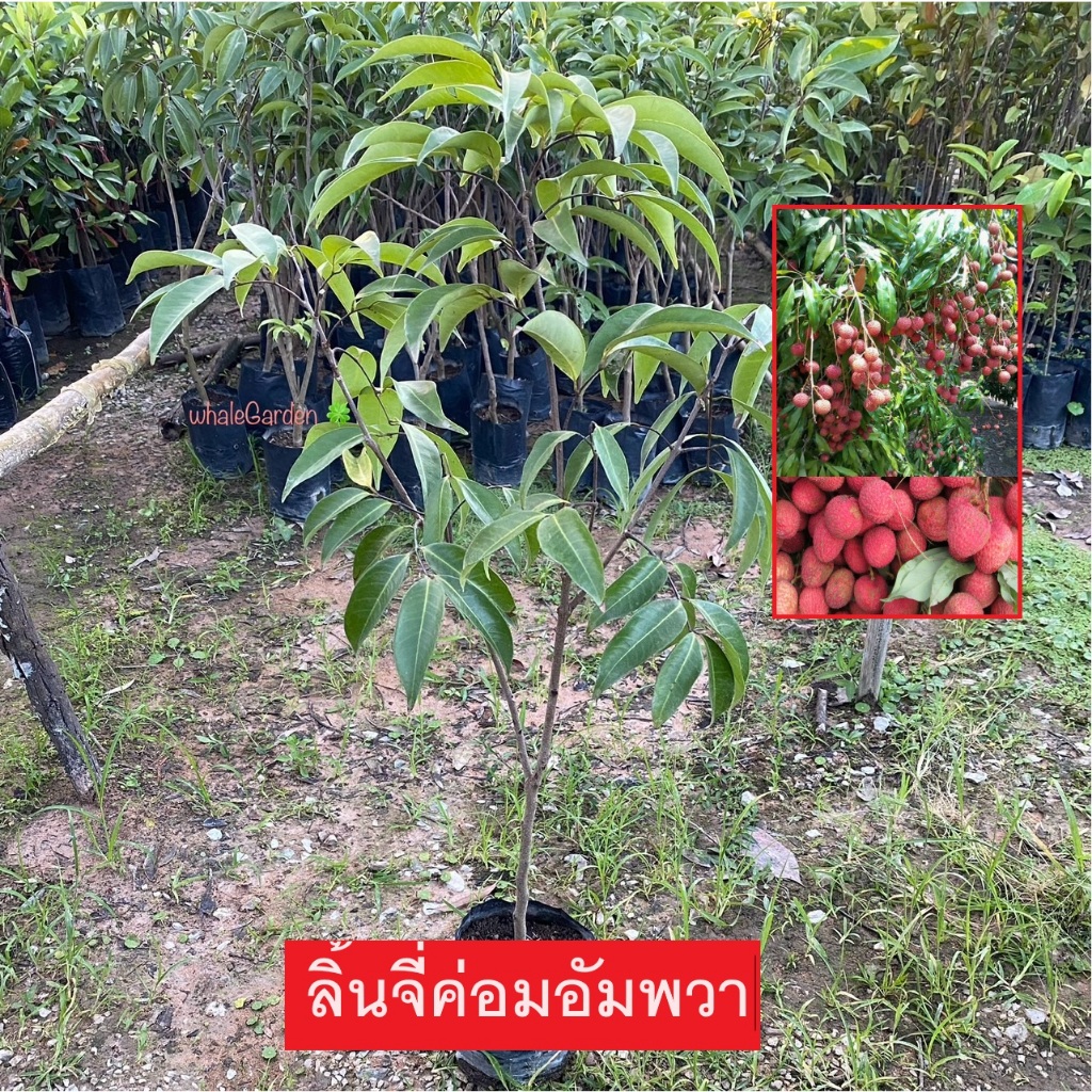 ต้นลิ้นจี่ พันธุ์ ลิ้นจี่ค่อมอัมพวา กิ่งตอน ให้ผลเร็ว1ปี lychee (รับประกัน ส่งใหม่ฟรี หากสินค้าเเสียหาย!!)