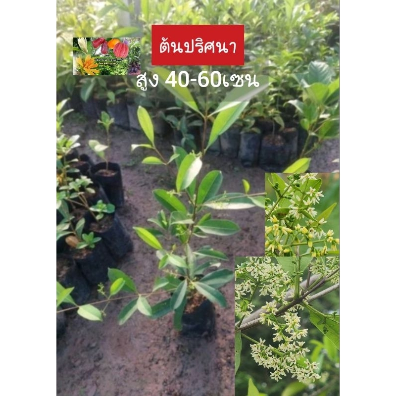 ต้นปริศนา ปริศนา ไม้ดอก หายาก