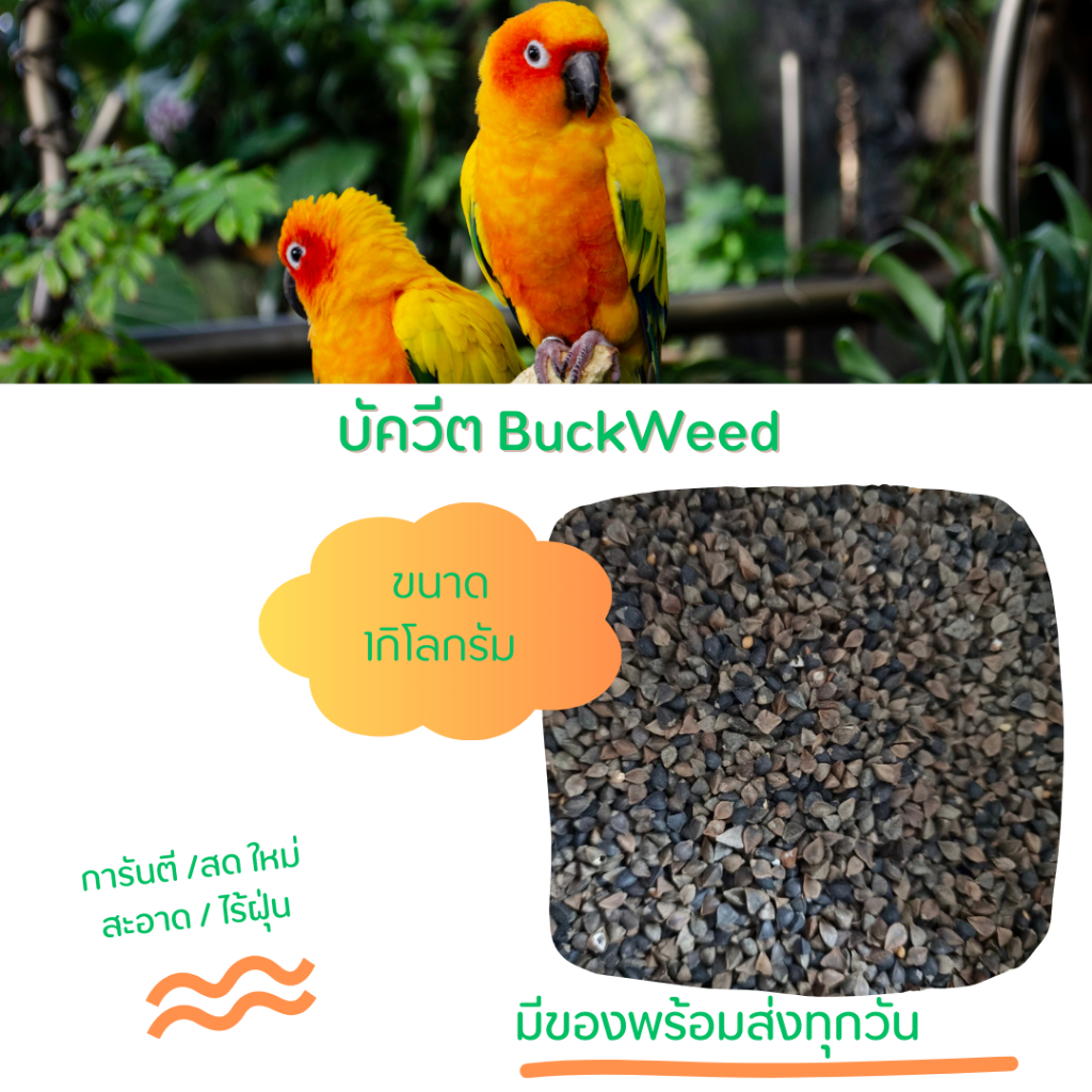 อาหารนก บัควีท Buckwheats บัควีต บัคหวีต เกรดนำเข้า *****แบ่งบรรจุ 🔥พร้อมส่ง🔥