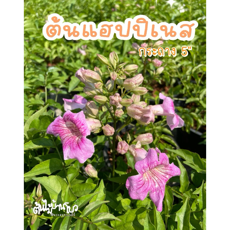 ต้นแฮปปิเนส(ทองอุไรชมพู) พร้อมกระถาง6,11" ต้นสวยๆแข็งแรง รากเดินดี