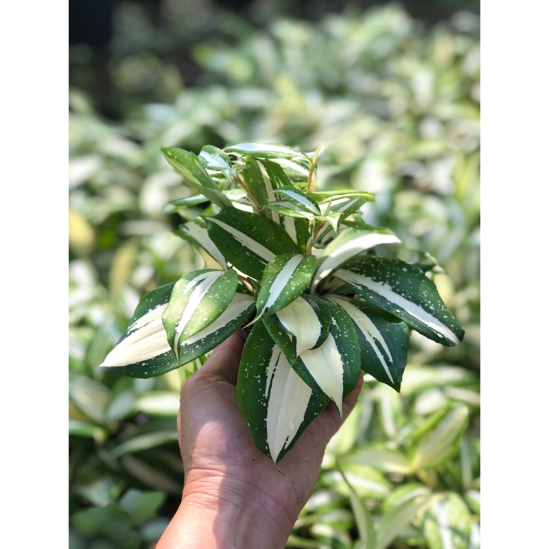 ไผ่ทางช้างเผือก Dracaena surculosa var. maculata Hook.f. (1867)