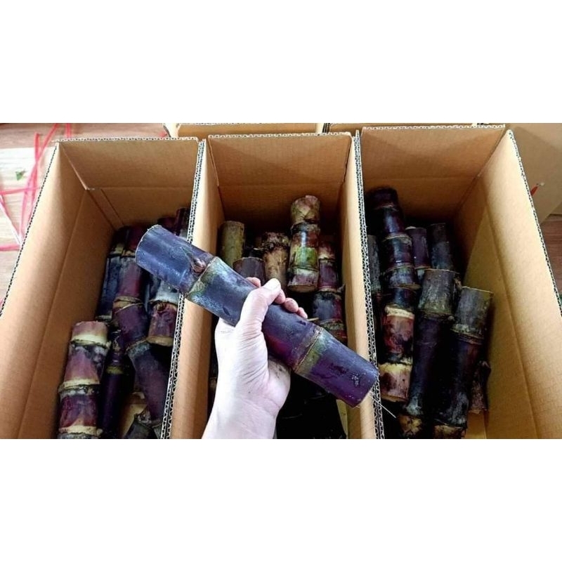 อ้อยเมอร์ริชาร์ดท่อนพันธุ์คุณภาพตัดใหม่ทุกวันค่ะ 👉1 ชุด 10 ข้อตารสชาติหวาน หอม ซั่งนิ่ม ปลูกดูแลง่าย โตเ - รูปที่ 4