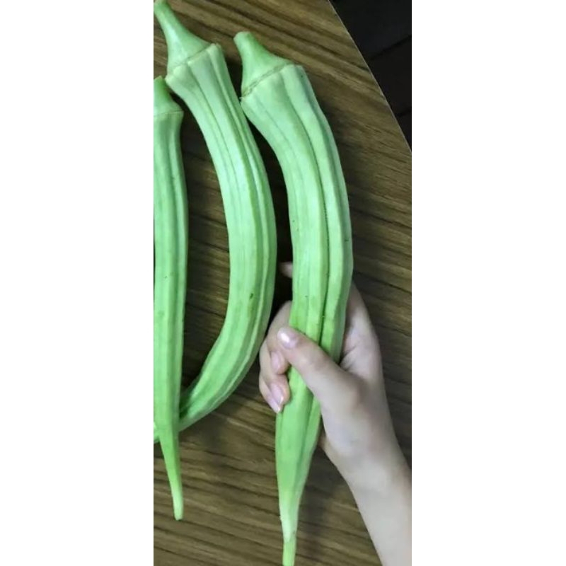เมล็ดพันธุ์กระเจี๊ยบเขียวยักษ์ Giant okra10เมล็ด