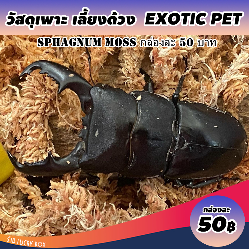 วัสดุเพาะเลี้ยงสัตว์ exotıc ด้วง ด้วงกว่าง มอสแห้ง กล่องละ 50 บาท
