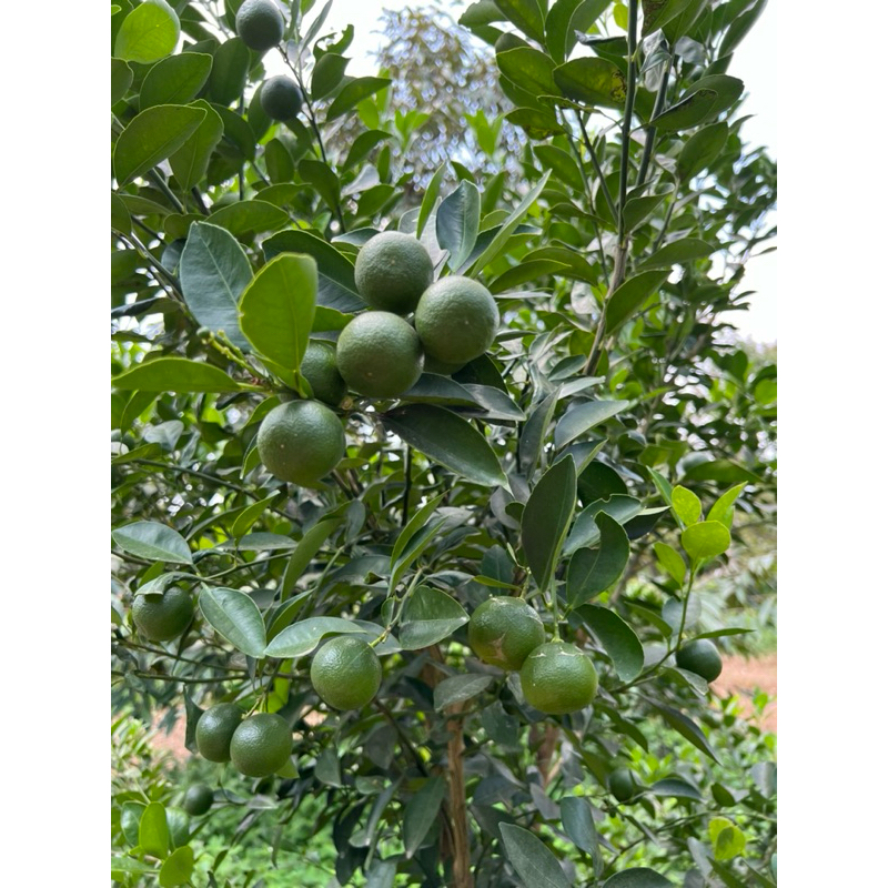 รูปภาพ 6