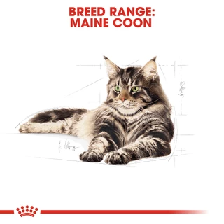*ล๊อตใหม่* Royal Canin Maine coon 10kg. แมวโต / ลูกแมว แมวสายพันธุ์ เมนคูน 10 kg. อาหารแมว mainecoon