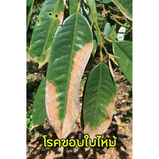 แบคเคียว (โพรพาโมคาร์ปไฮโดคลอไรด์+เมทาแลคซิล) กำจัดเชื้อรา โรคเน่าคอดิน รากเน่าโคนเน่า โรคใบไหม้ทุเรียน ( 1 กิโลกรัม )