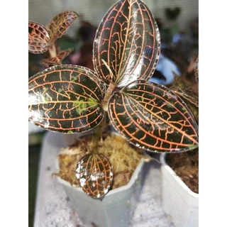 Anoectochllus Sp.ว่านนกคุ้มไฟ​/Jewel​ orchid​/กล้วยไม้ดิน​ ใบดำตัดกับเส้นสีแดงส้ม #ไม้จัดตู้​จัดสวน​ #terrarium​