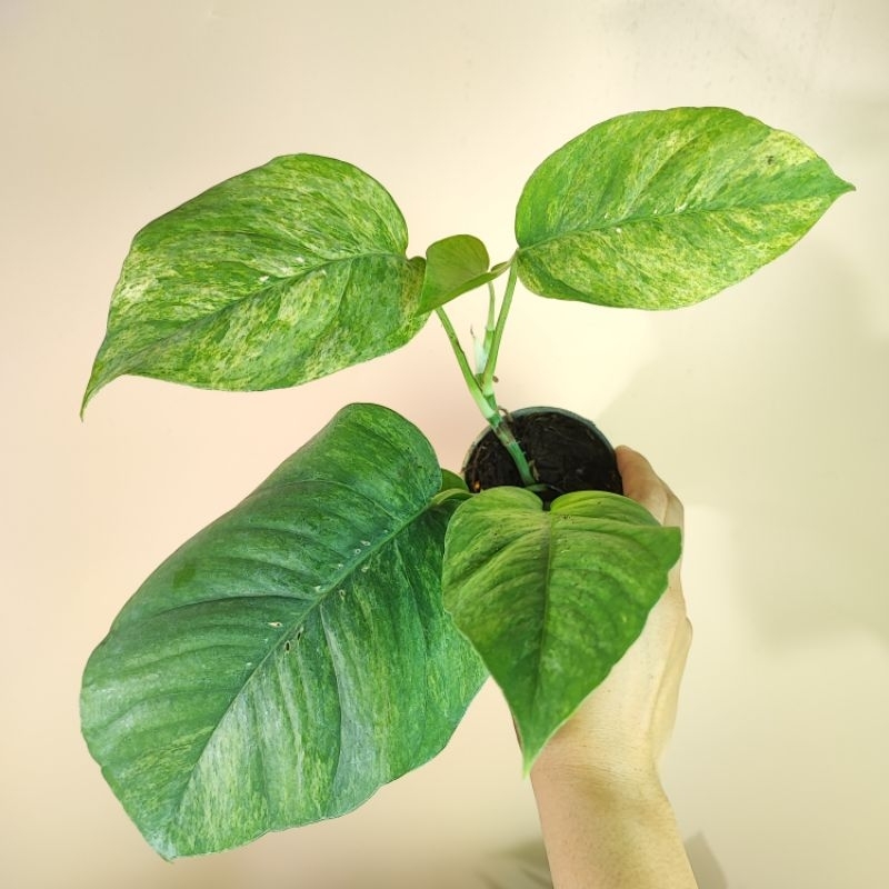 Epipremnum Pinnatum Mint อิพิมิ้น ไม้แรร์ไม้นำเข้า อิพิเพรมนั่ม พินนาตั้ม