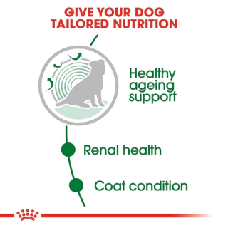 Royal Canin Mini Ageing 12+ บรรจุ 12 ซอง อาหารสุนัข อาหารเปียกในน้ำเกรวี่ สุนัขพันธุ์เล็ก 12 ปีขึ้น