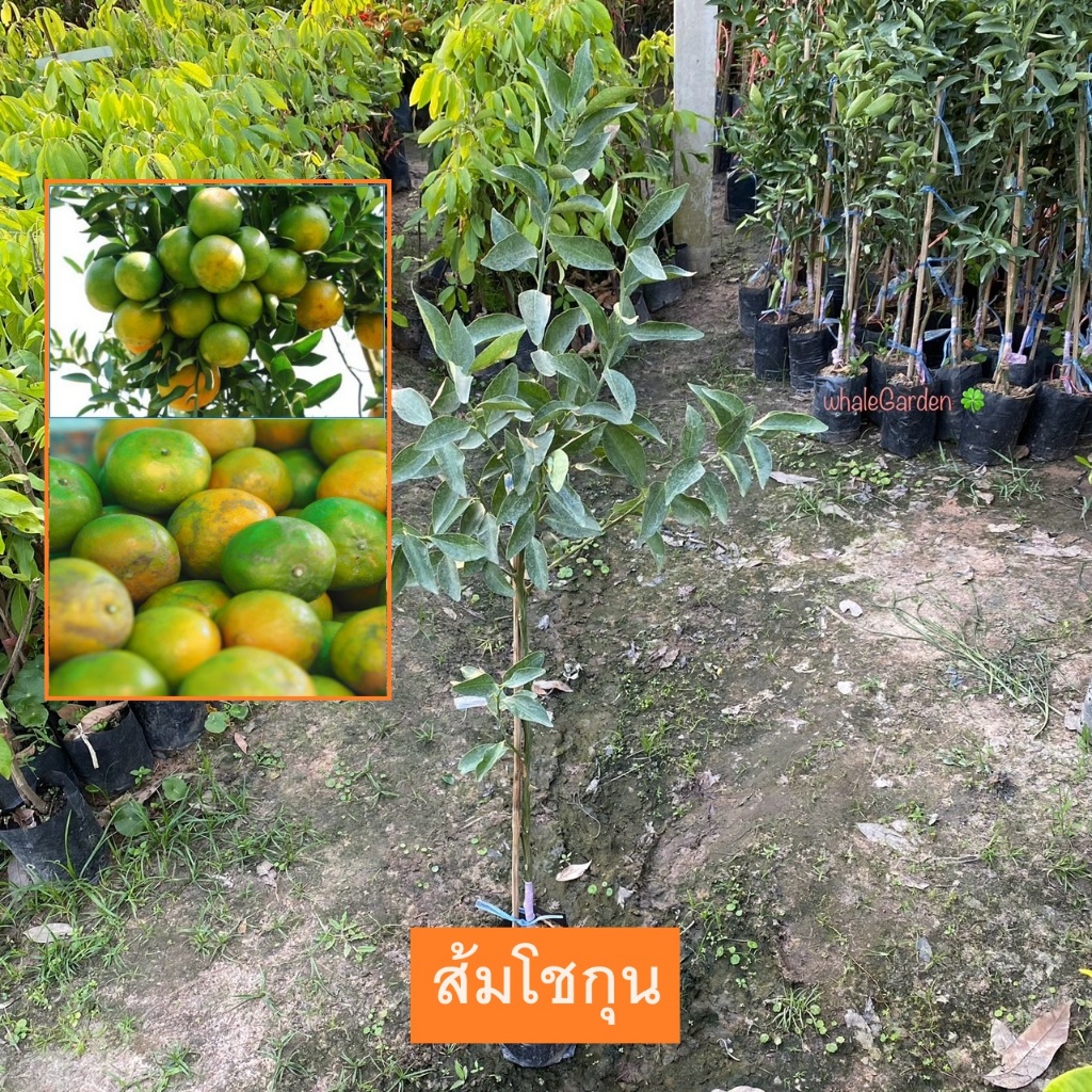 ต้นส้ม พันธุ์ ส้มโชกุน (Citrus Reticulata Blanco) ทาบกิ่ง สูง90-100เซน ให้ผลเร็ว (รับประกัน ส่งใหม่ฟรีหากสินค้าเเสียหาย)