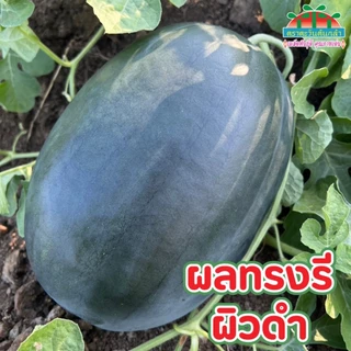 หมดอายุ11/70 แตงโมแบล็คแจ็ค 40กรัม เมล็ดพันธุ์แตงโม แบล็คแจ็ค ตราตะวันต้นกล้า Black Jack Watermelon Seed