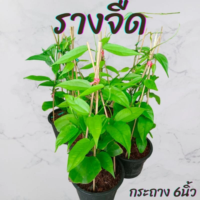 ต้นรางจืด กระถาง6นิ้ว