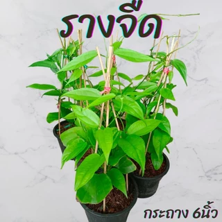 ต้นรางจืด กระถาง6นิ้ว