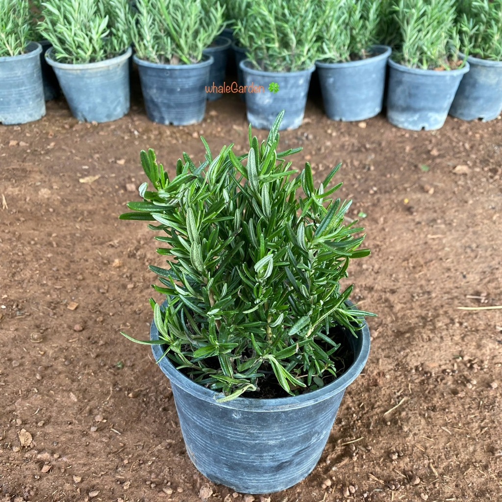 โรสแมรี่ ต้นโรสแมรี่ Rosemary พร้อมกระถาง พืชสมุนไพรฝรั่งหลากสรรพคุณที่หลายคนนิยมปลูก (รับประกัน สินค้า)