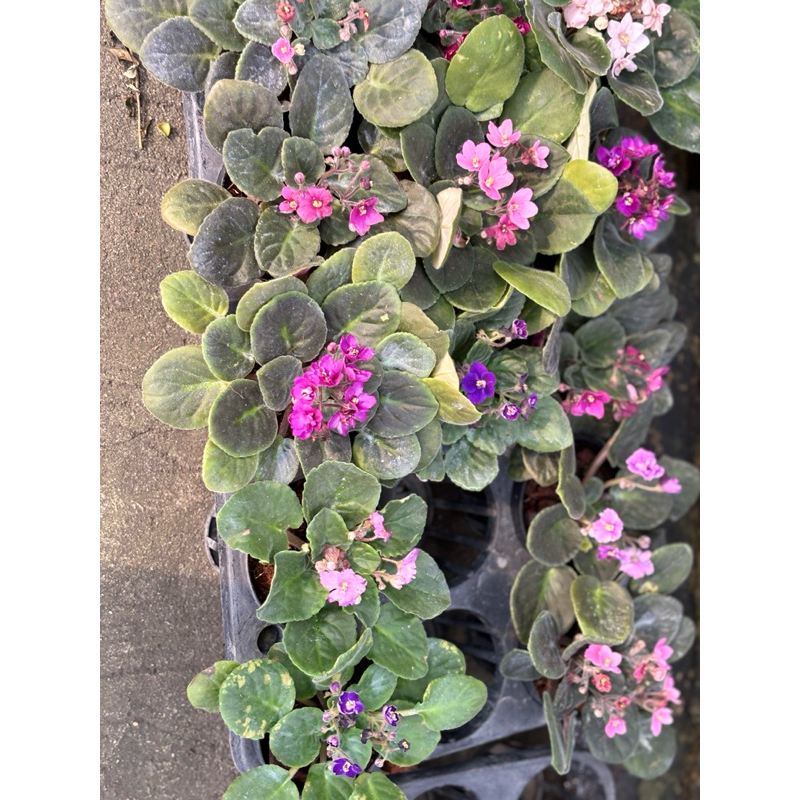 #แอฟริกันไวโอเล็ต #African Violet  ต้นไม้นำเข้าออกดอกบ่อยใบสวยกระถาง4-5นิ้ว