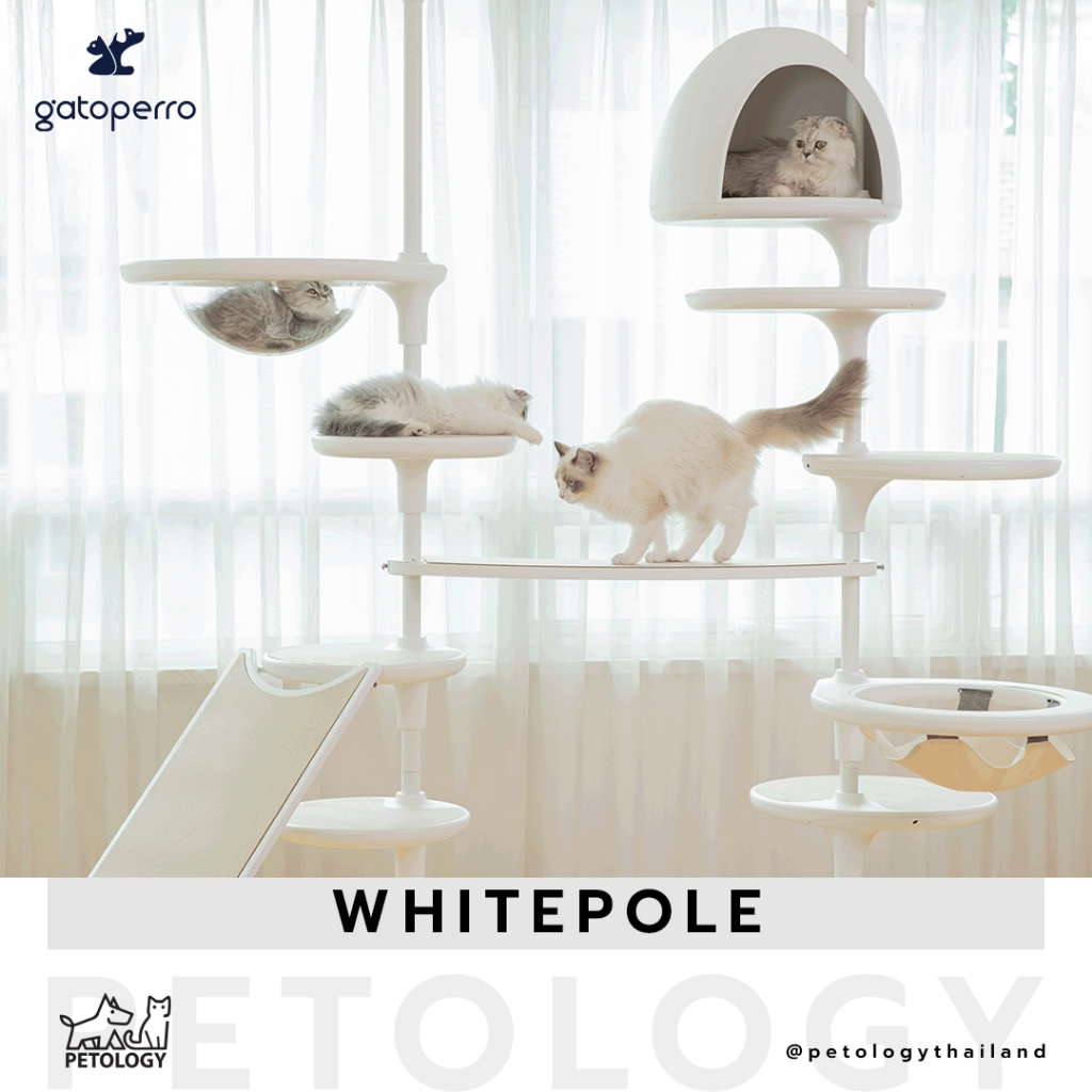 Petology คอนโดแมวแนวมินิมอลจากเกาหลี Gatoperro Whitepole 1 เสา
