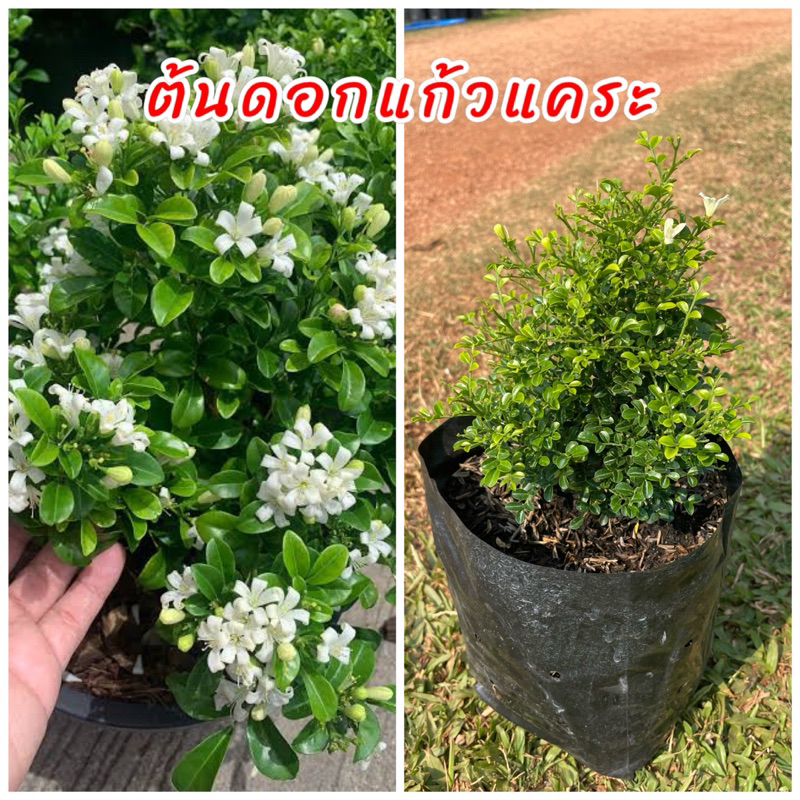 ดอกแก้วแคระ หรือ แก้วพวงมณี ดอกสีขาว หอมมาก เป็นไท้มงคลปลูกง่าย