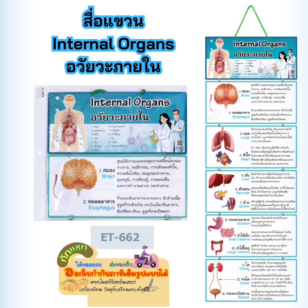 สื่อแขวน สื่อการเรียนการสอนชุด Internal Organs อวัยวะภายใน ET-662 OST