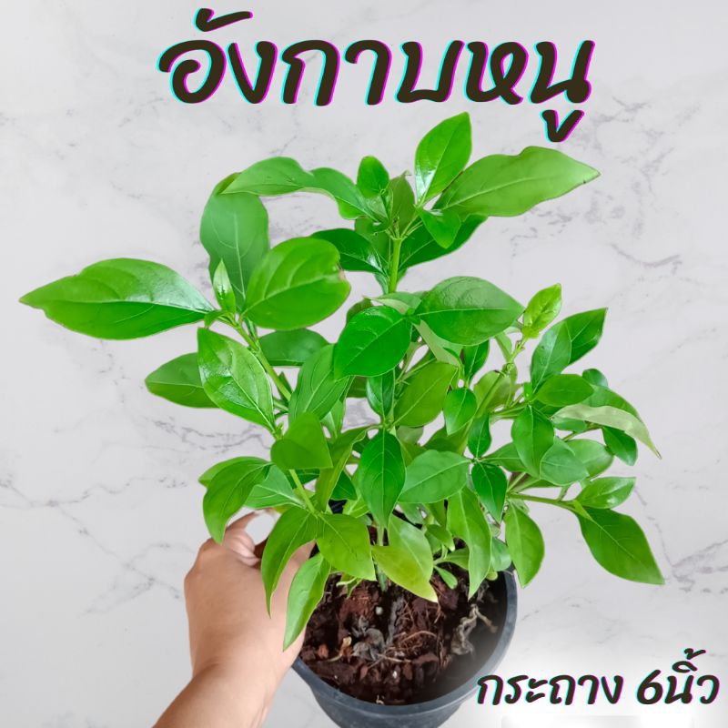 ต้นอังกาบหนู กระถาง6นิ้ว