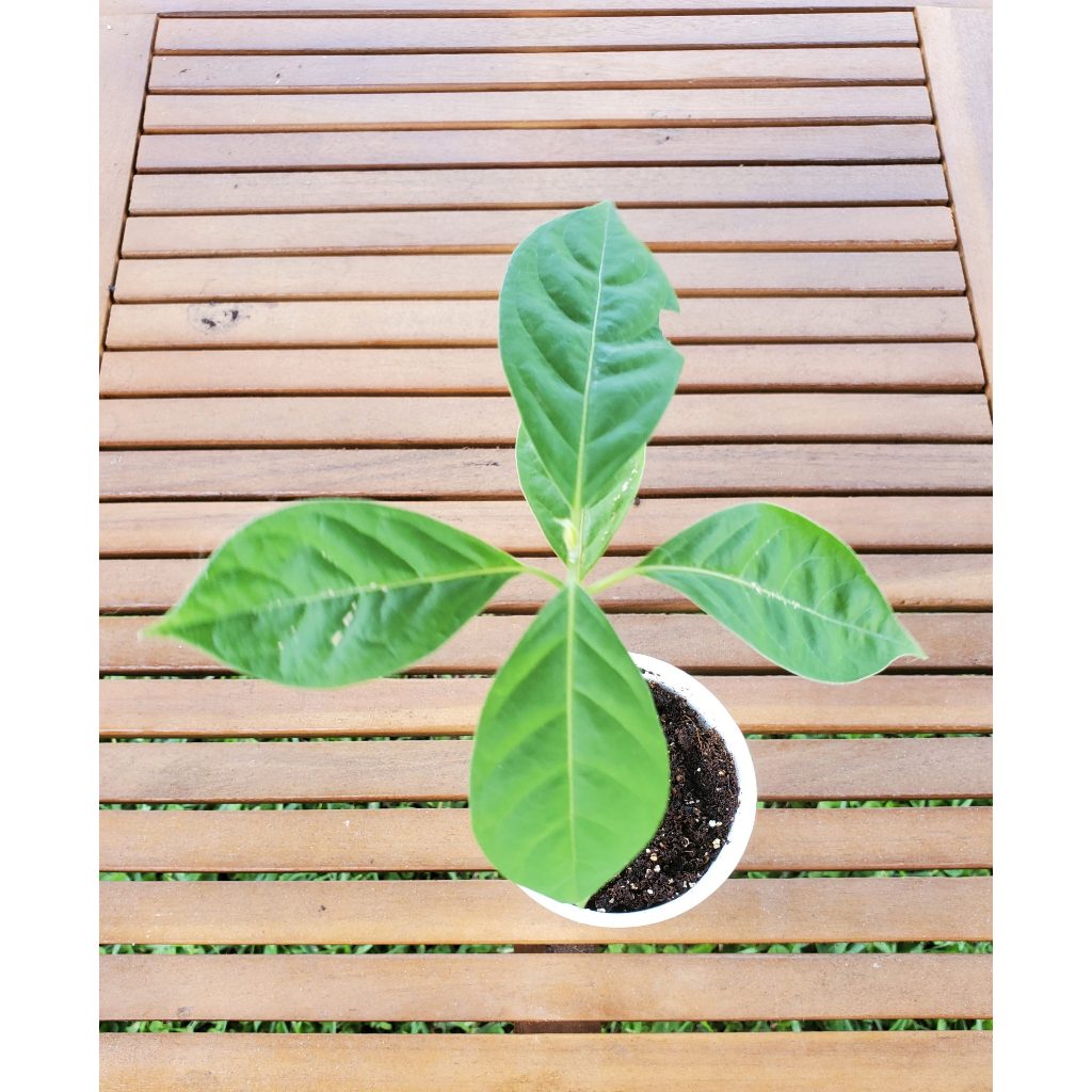 เมล็ด Banisteriopsis caapi seeds นำเข้าแท้ 100% พร้อมส่งจากไทย