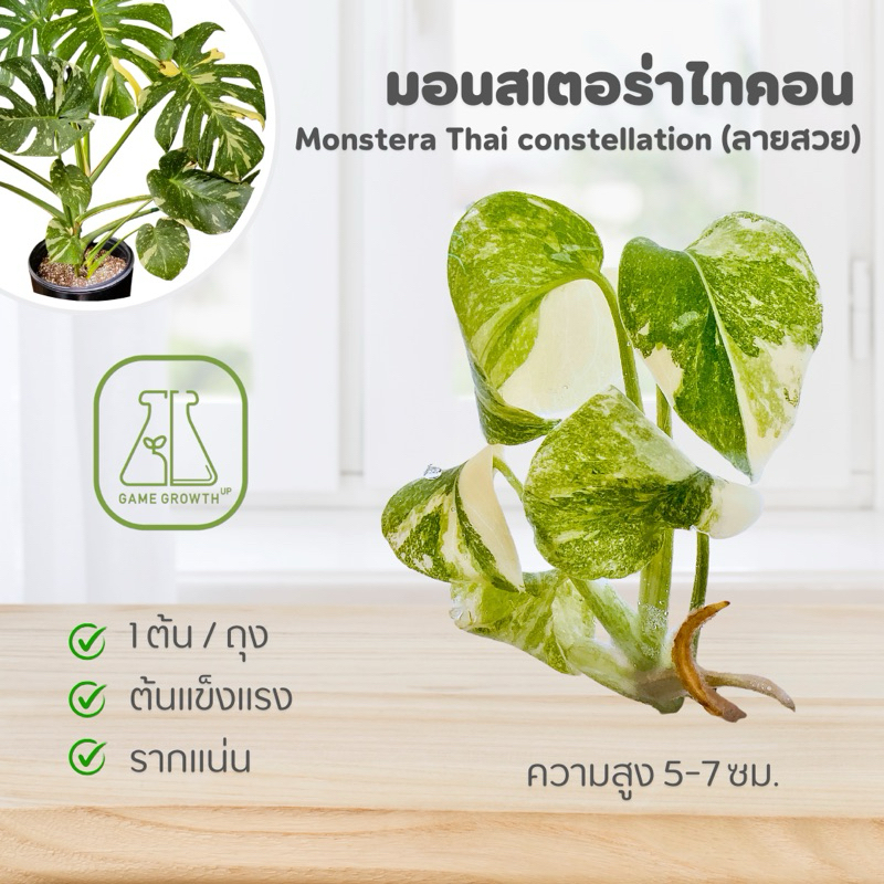 ไม้เนื้อเยื่อ มอนสเตอร่าไทคอน ลายสวย : Monstera Thaicon