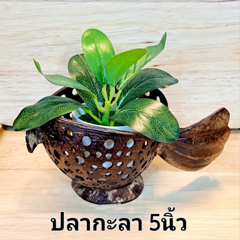 กะลาตกแต่ง ไม้ประดับ กระถางกะลา เชิงเทียนกะลา ราคา ถูกที่สุด ดีลบีเคเค แกลเลอรีภาพที่ 3