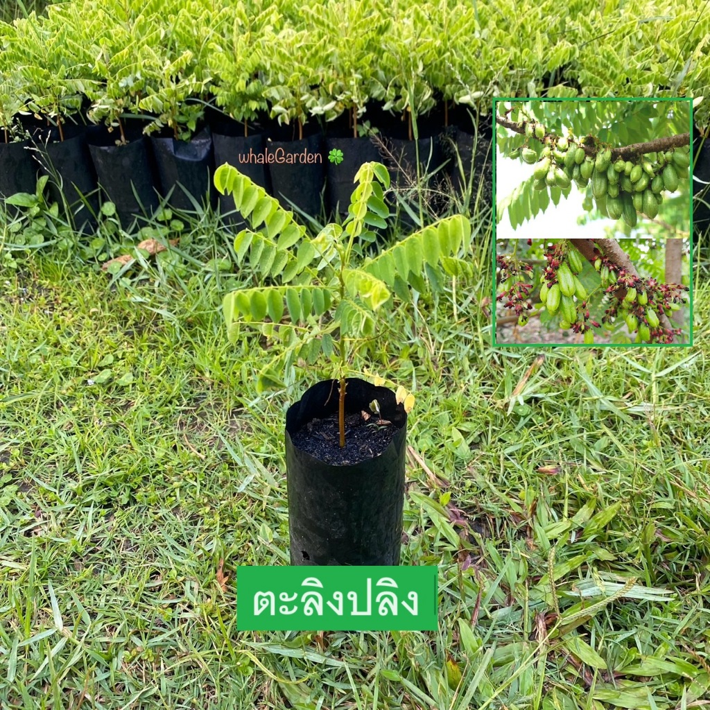 ตะลิงปลิง ต้นตะลิงปลิง เพาะเมล็ด ราคาถูก Bilimbi (รับประกัน ส่งใหม่ฟรี หากสินค้าเเสียหาย!!)