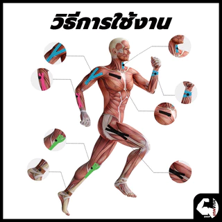 ส่งจากไทย⚡Sports Bandage เทปบำบัด พันกล้ามเนื้อ 5cmx5m 2.5cmx5m คิเนสิโอ มีกาวในตัว