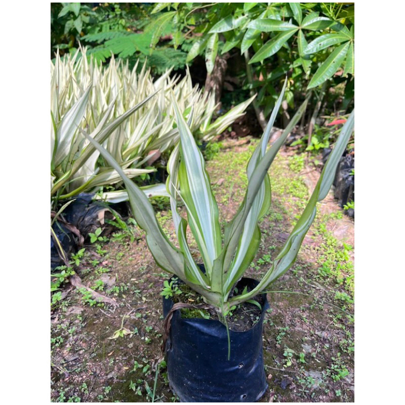 Agave americana ต้นอากาเว่เป็นพืชประเภทไม้ประดับต้นอากากเว่ ความสูง 30+ เซนมีอายุเพียง 20-30 ปีอากาเว่ เป็นไม้อวบน้ำ