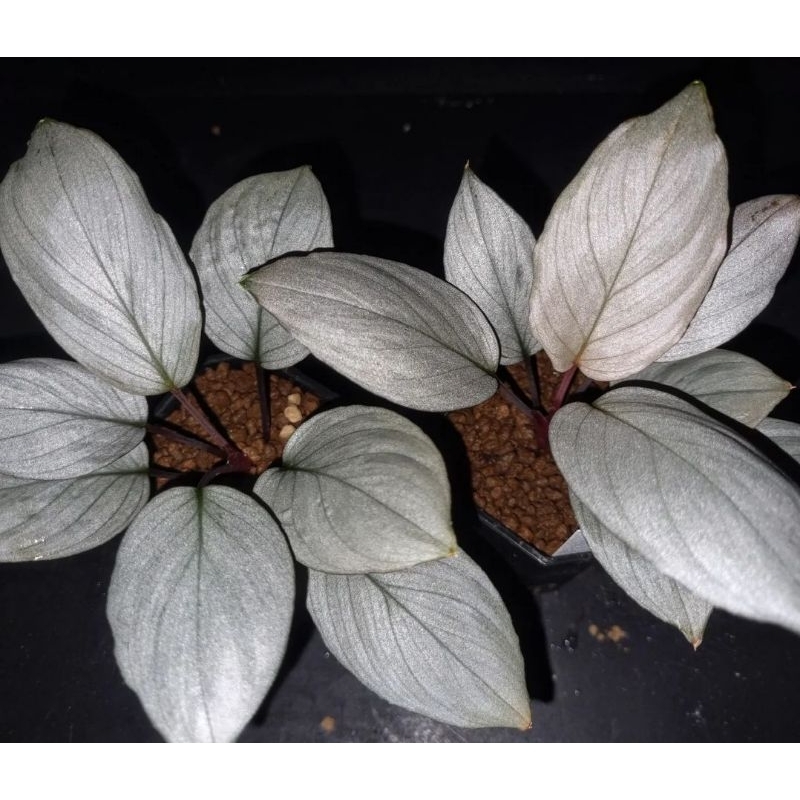 ไม้ชื้นหายากน่าสะสม​/เสน่ห์​จันทร์​ Homalomena​ Sp.platinum​ velvet​ ไม้สกุล​เสน่ห์​จันทร์​ โดดเด่นด้วยสีใบเทาแพททีนั้ม