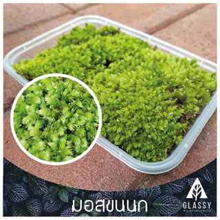 มอสสด พร้อมส่งหลายชนิด Moss จัดสวนขวด จัดตู้ชื้นน้ำตก ตู้ไม้น้ำ Terrarium มอสสดสะอาด