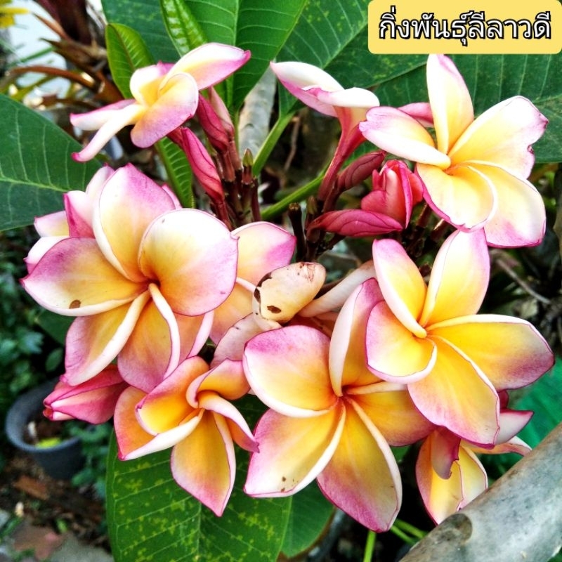 กิ่งพันธุ์ลีลาวดี 🍀ไม้มงคล penang peach plumeria