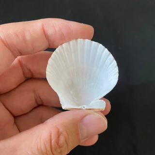 หอยเชลล์สีขาวขนาดเล็ก 50g MINI SCALLOP SHELL สำหรับตกแต่งบ้าน ตกแต่งตู้ปลา งานฝีมือจากเปลือกหอย