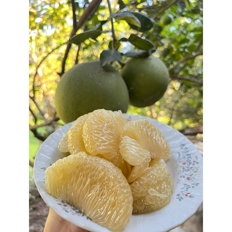 ส้มโอขาวใหญ่อัมพวา-สมุทรสงคราม ไซส์ M (0.9-1.3kg) คละไซส์