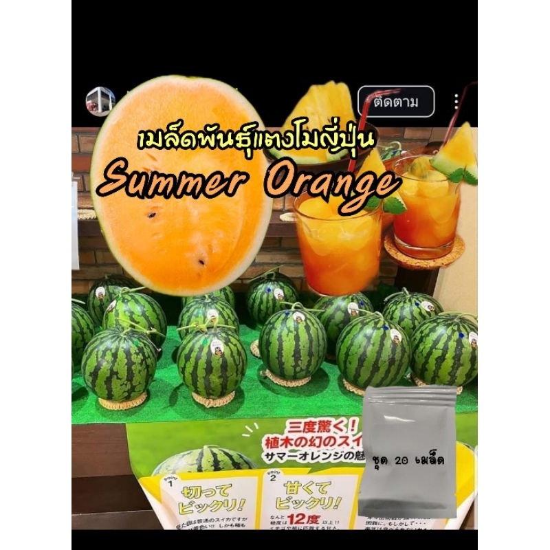 เมล็ดพันธุ์แตงโมญี่ปุ่น Summer Orange (ชุดแบ่ง 20 เมล็ด)