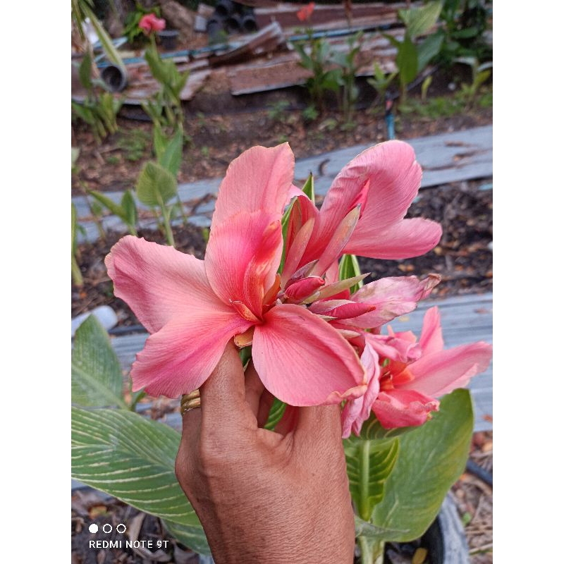 พุทธรักษาใบลายดอกสีโอรสชมพูส่งแบบตัดสดล้างลากไม่มีกระถาง