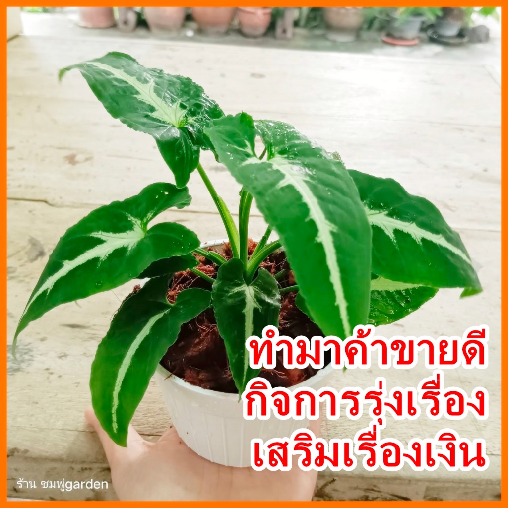 ต้นออมเพชร สามารถเลี้ยงน้ำได้ ต้นไม้ฟอกอากาศ ต้นไม้น้ำ ต้นไม้