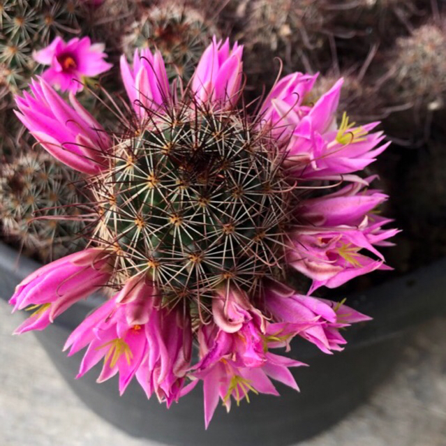 Mammillaria แมมหนามตะขอแดง2”/หน่อเด็ดสด
