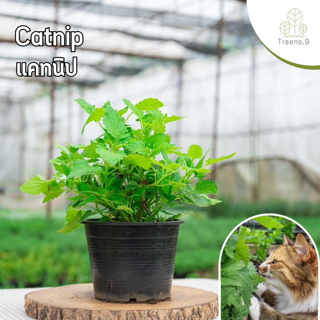 Treeno.9 T212 แคทนิป (Catnip) ส่งแบบ กระถาง 6 นิ้ว กัญชาแมว น้องแมวชอบมาก สูง 20-30 ซม. เพื่อสุขภาพที่ดีของน้องแมว