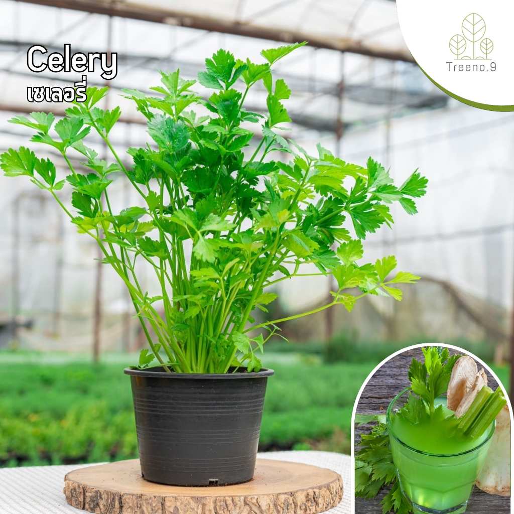 Treeno.9 T216 เซเลอรี่ (Celery) ส่งแบบกระถาง 6 นิ้ว / สูง 15-30 cm. / สมุนไพรฝรั่ง ผัก ประโยชน์ดีต่อสุขภาพ (Herb)