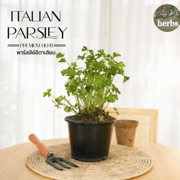 H43 พาร์สลีย์ อิตาเลี่ยน (Parsley) ส่งแบบ กระถาง 6 นิ้ว สูง 30-40 ซม. สมุนไพรนิยมนำมาตกแต่งหรือประกอบอาหาร