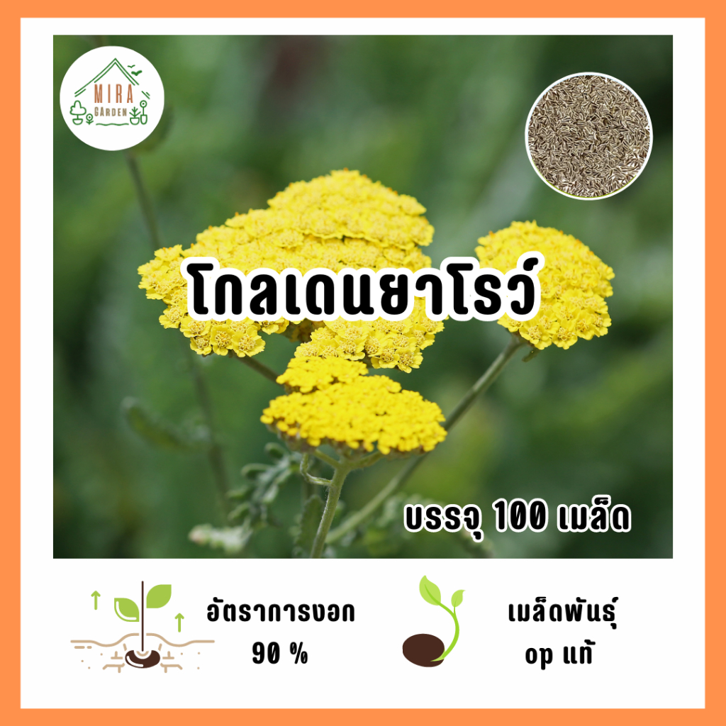 เมล็ดพันธุ์ ดอกโกลเดนยาโรว์ บรรจุ 100 เมล็ด