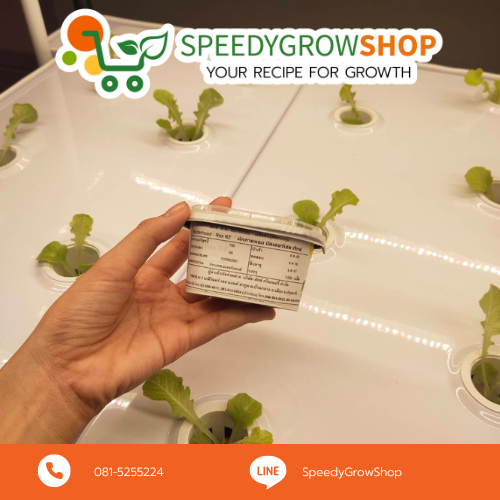 Rijk Zwaan - เมล็ดผักสลัด กรีนคอส กรีนโอ๊ค เรดโอ๊ค เรดคอรัล บัตเตอร์เฮด 1,000เมล็ด/เคลือบ