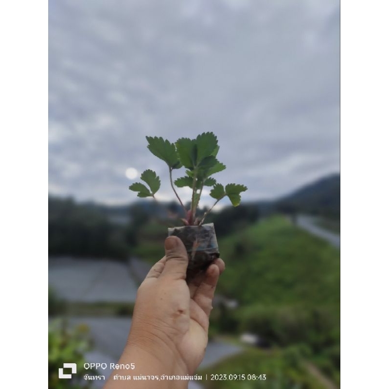 ต้นกล้าสตรอเบอร์รี่ พันธุ์ 80 ชุด 12 ต้น