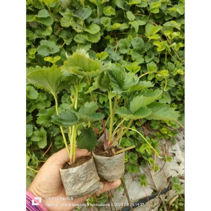 ต้นกล้าสตรอเบอร์รี่ พันธุ์ 80 ชุด 12 ต้น